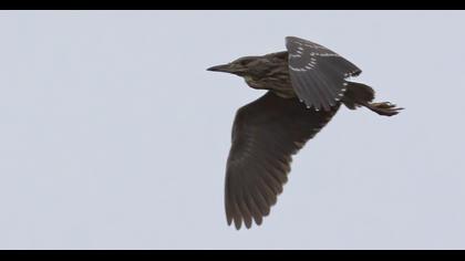 Black-crowned Night Heron