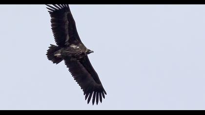 Cinereous Vulture