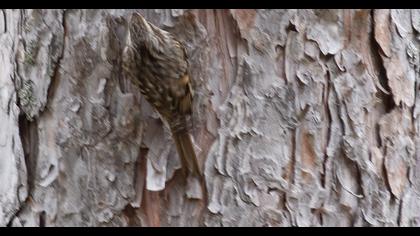 Short-toed Treecreeper