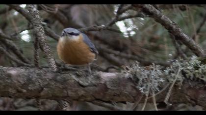 Eurasian Nuthatch