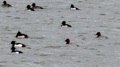 Common Pochard