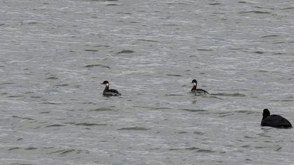 Black-necked Grebe