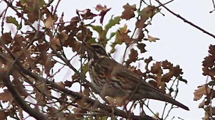 Redwing