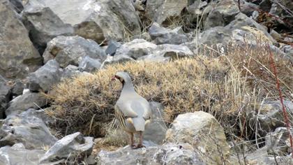 Chukar Partridge