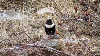 Ring Ouzel