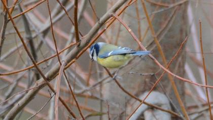 Eurasian Blue Tit