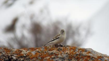 White-winged Snowfinch