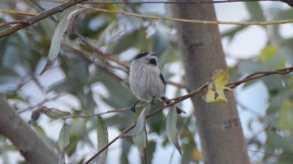 Long-tailed Tit