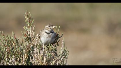 Calandra Lark