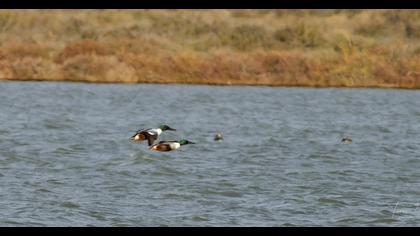 Northern Shoveler