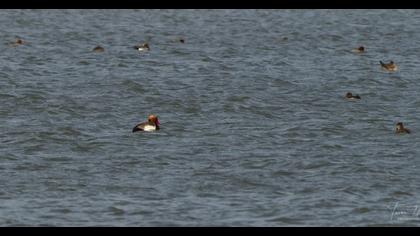 Red-crested Pochard