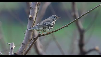 Mistle Thrush