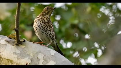 Song Thrush