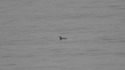 Karagerdanlı dalgıç