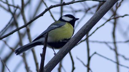 Great Tit