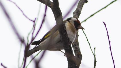European Goldfinch