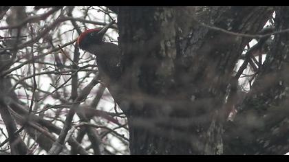 Black Woodpecker