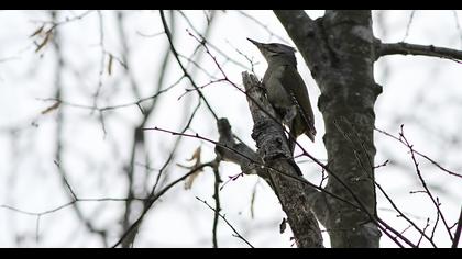 Grey-headed Woodpecker