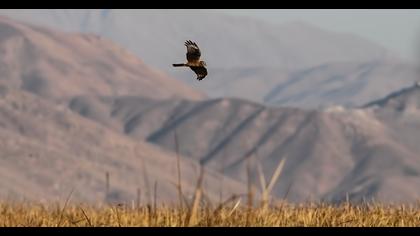 Hen Harrier