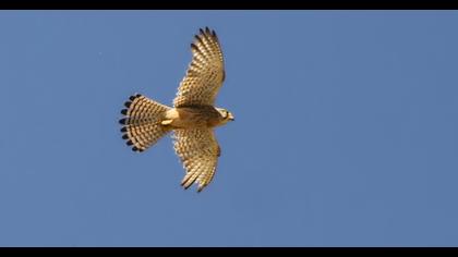 Common Kestrel