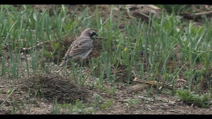 Horned Lark