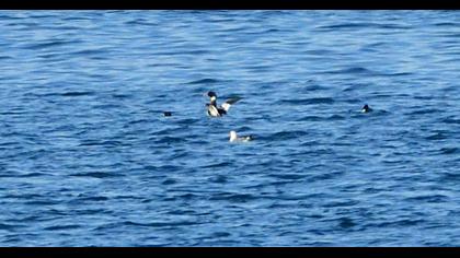 Red-breasted Merganser