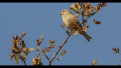 Common Linnet