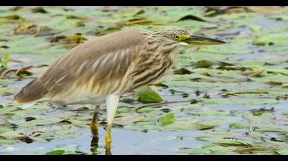 Squacco Heron