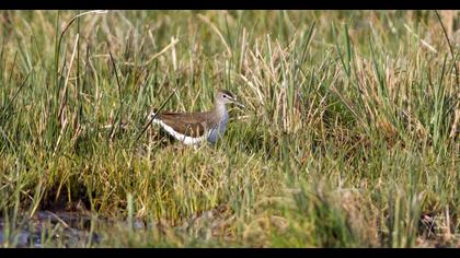 Green Sandpiper