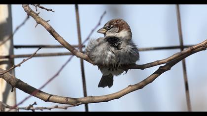 House Sparrow
