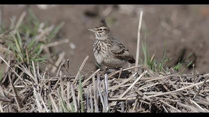 Crested Lark