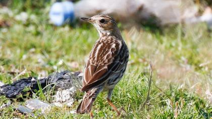 Red-throated Pipit