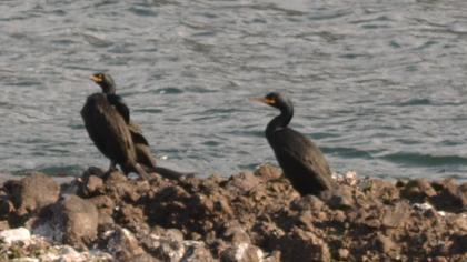 European Shag