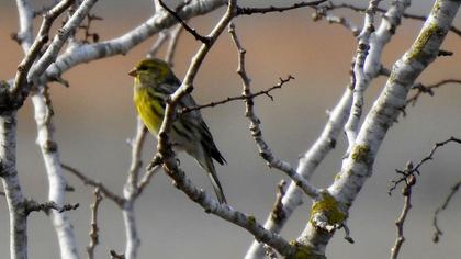 European Serin