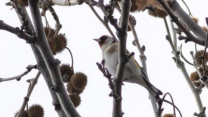 European Goldfinch