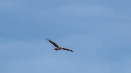 Hen Harrier