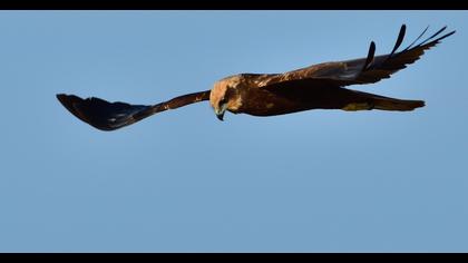 Western Marsh Harrier