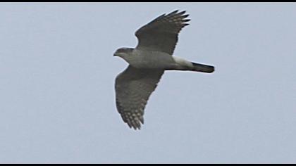 Northern Goshawk