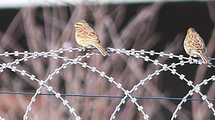 Cirl Bunting