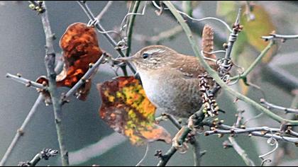 Eurasian Wren