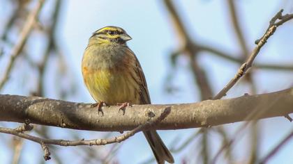 Cirl Bunting