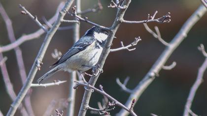 Coal Tit
