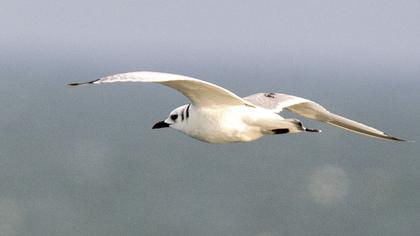 Black-legged Kittiwake