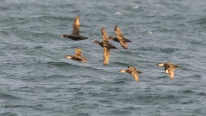 Common Scoter
