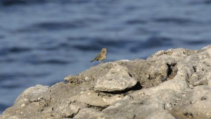 Meadow Pipit