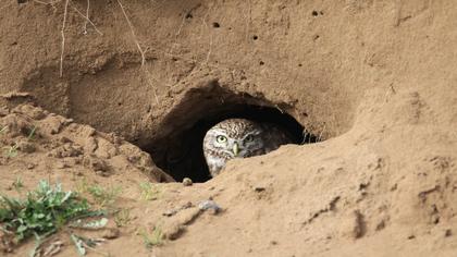 Little Owl