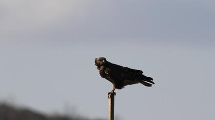 Common Buzzard