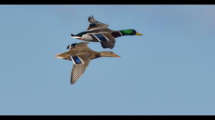 Mallard
