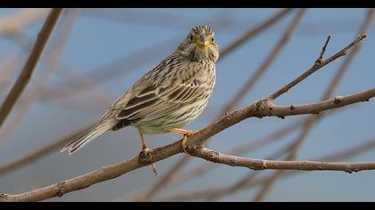 Corn Bunting