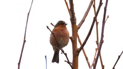 Common Chaffinch